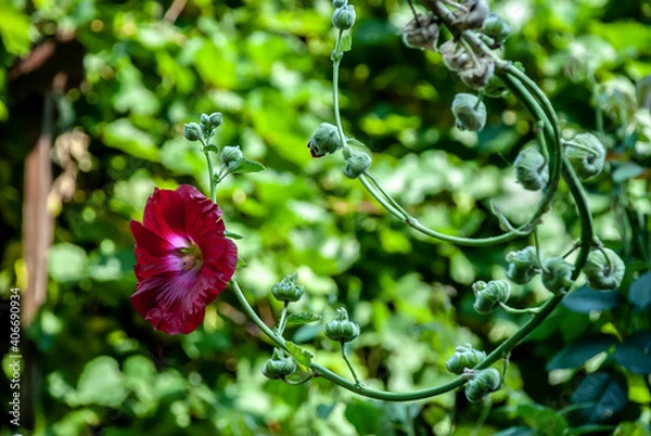 Obraz flower in the rain