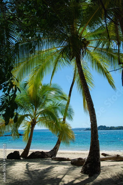 Obraz palm trees on the beach