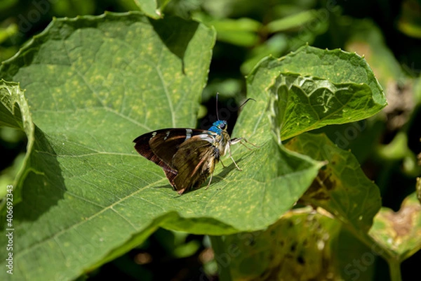 Obraz butterfly on leaf