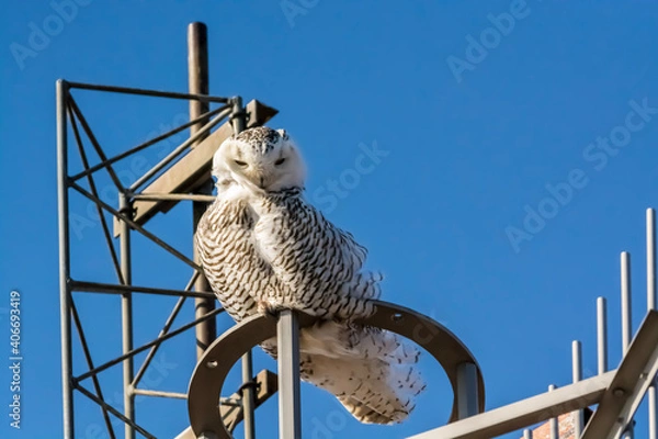 Obraz seagull on a fence