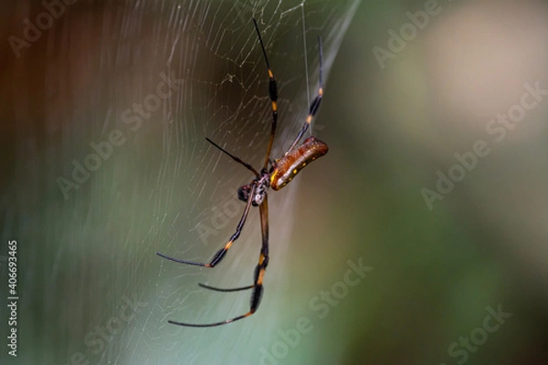 Obraz spider on a leaf