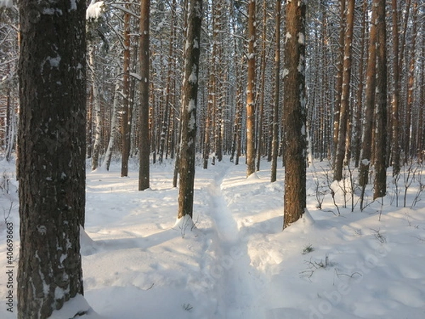 Fototapeta Winter park, snow, pine trees.