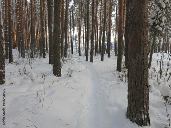 Fototapeta Winter park, snow, pine trees.