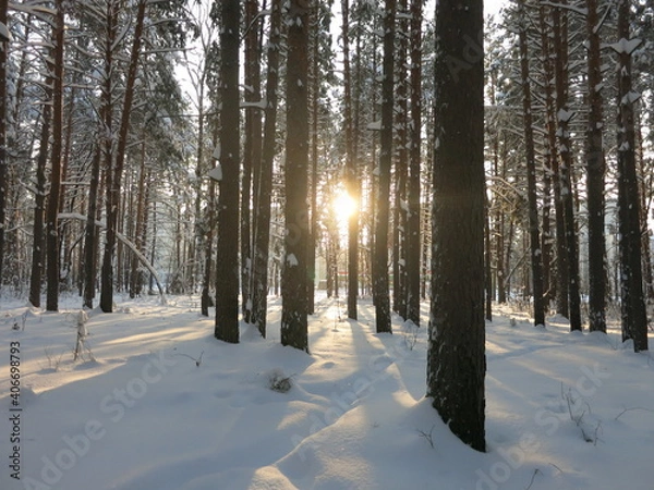 Fototapeta Winter park, snow, pine trees.