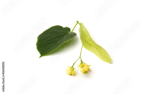 Fototapeta Fresh flowers and leaf of linden isolated on white background
