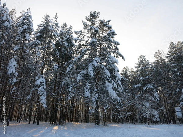 Fototapeta Winter park, snow, pine trees.