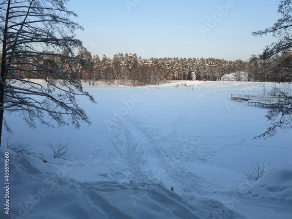 Fototapeta Winter park, snow, pine trees.