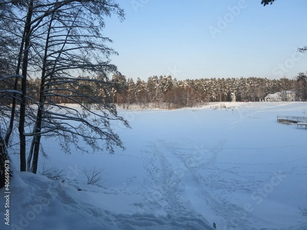 Fototapeta Winter park, snow, pine trees.