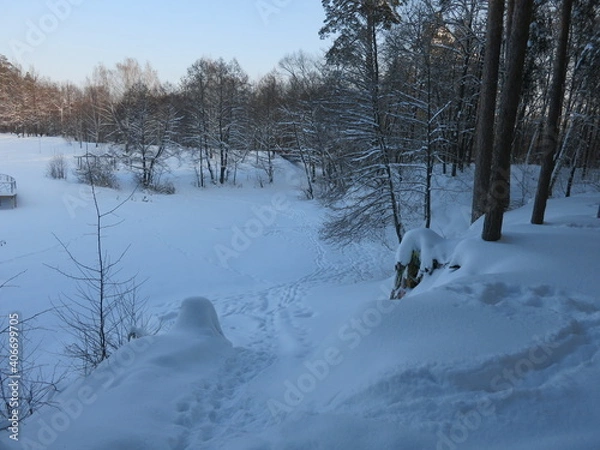Fototapeta Winter park, snow, pine trees.