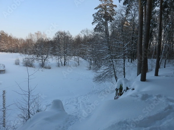 Fototapeta Winter park, snow, pine trees.
