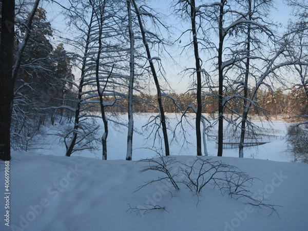 Fototapeta Winter park, snow, pine trees.