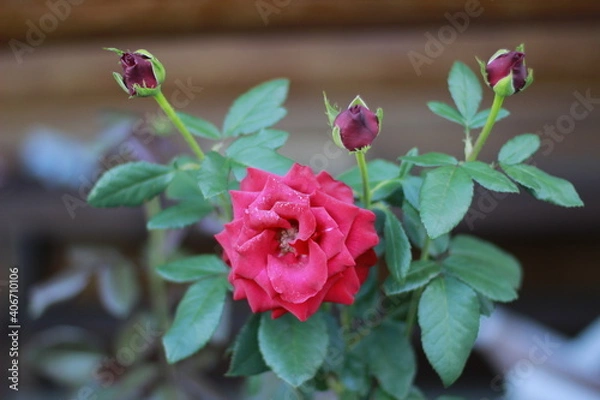 Obraz Roses in the garden