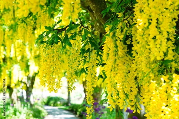Obraz 黄金に輝くキバナフジ、バンデューセン植物園カナダ