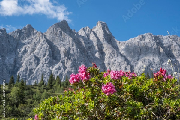 Obraz Alpenrosenblüte im Karwendel