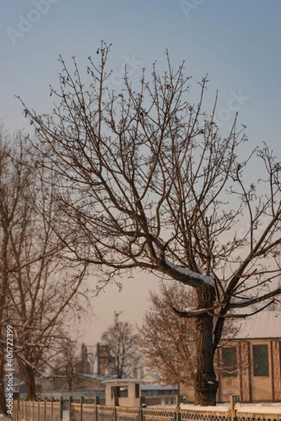 Obraz Winter landscape