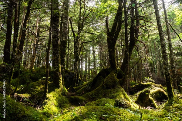 Fototapeta OLYMPUS DIGITAL CAMERA