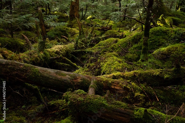 Fototapeta OLYMPUS DIGITAL CAMERA