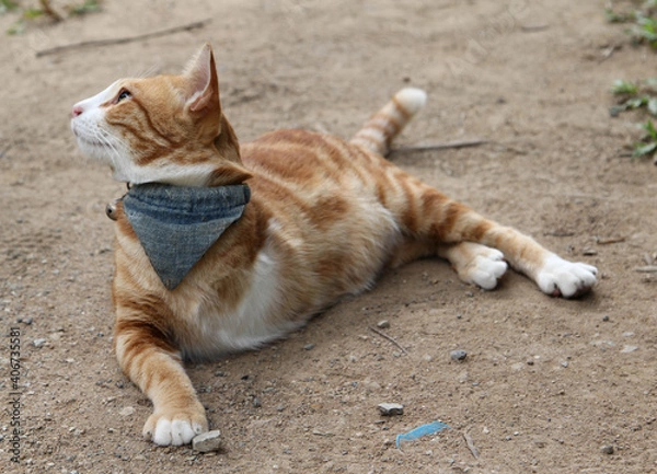 Fototapeta Invalid cat with amputated paw with three legs.