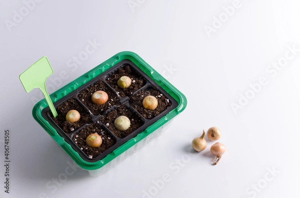 Fototapeta The concept of growing onions at home.