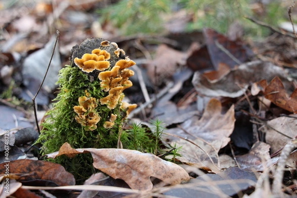 Obraz Fungus on a tree stump. Wood-decay yellow fungus close up on tree trunk