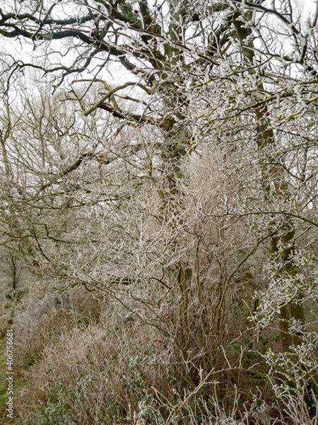 Obraz Winter in the woods