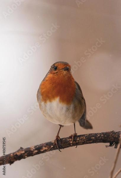 Obraz Robin portrait with white and red background