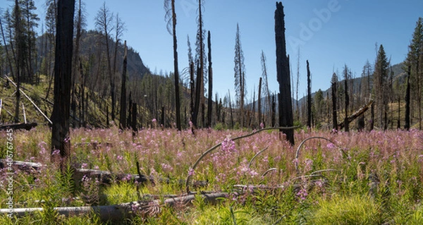 Obraz wildflowers in the mountains