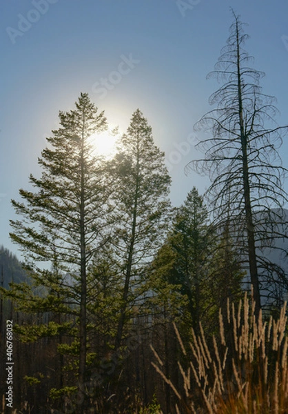 Obraz pine trees in the mountains