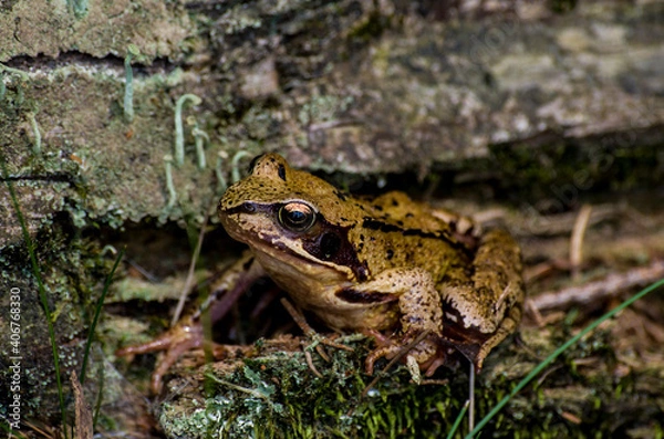 Fototapeta frog in the forest on moss and rocks