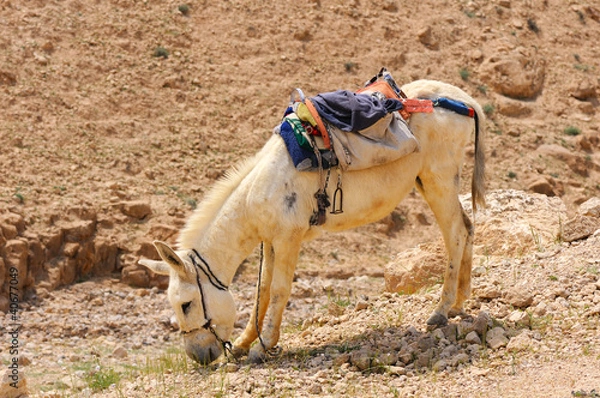 Obraz white donkey