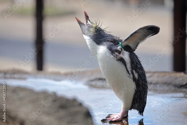 Obraz ペンギン、キタイワトビペンギン、東山動植物園