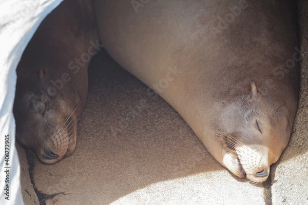 Obraz アシカの親子のお昼寝、カリフォルニアアシカ　、東山動植物園