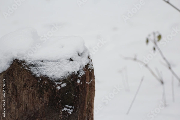 Fototapeta tree trunk in winter snow