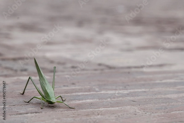 Fototapeta grasshopper on the stone