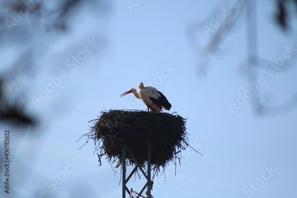 Fototapeta pair of storks feeding their chicks in the nest.
