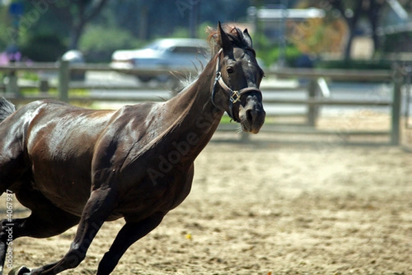 Obraz Horse Galloping
