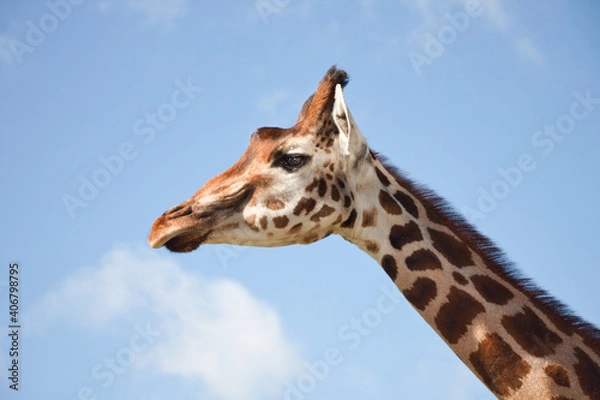 Obraz Giraffe