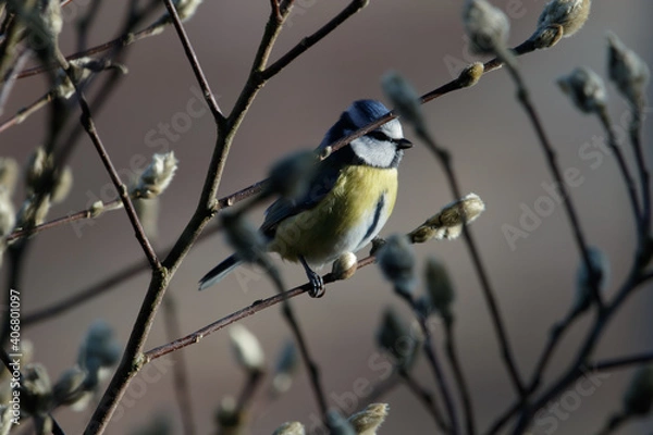 Obraz a blue tit on a branch