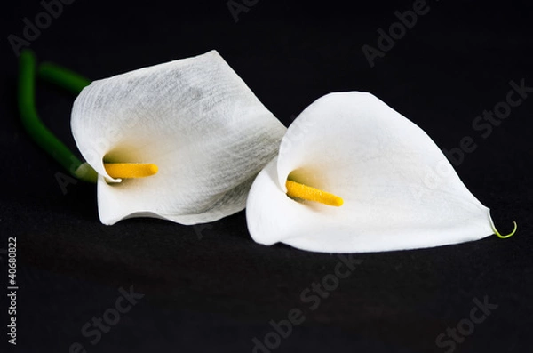 Fototapeta Fiori calla su sfondo nero