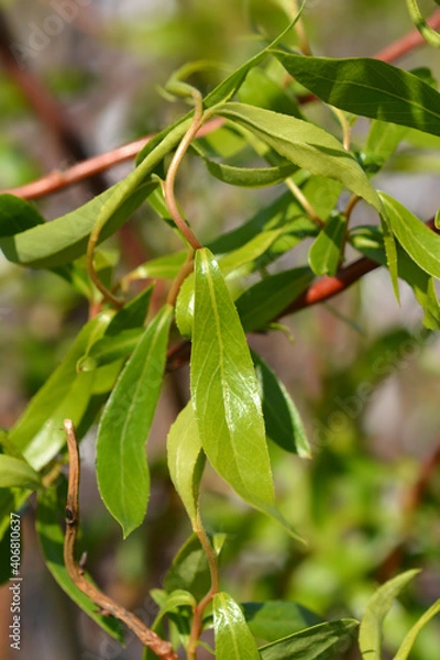 Fototapeta Dragons claw willow