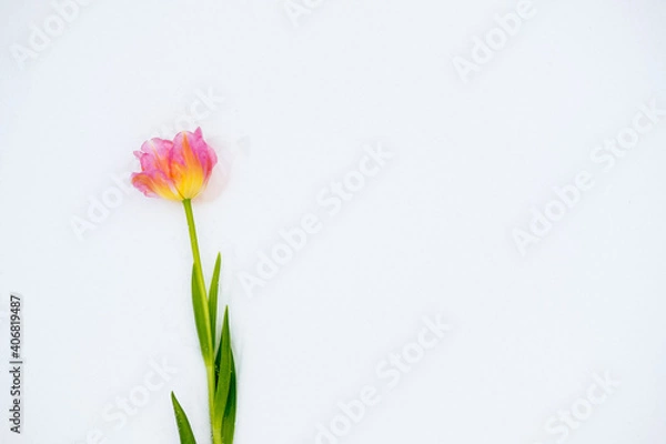 Obraz pink tulips lie on the snow. top view. copy space. flat lay 