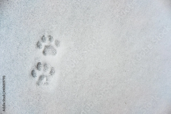 Obraz cat's footprints in the snow. flat lay. top view
. copy space. 