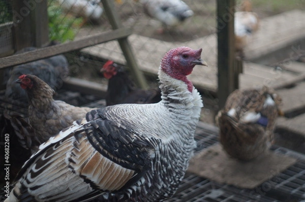 Fototapeta free range chicken