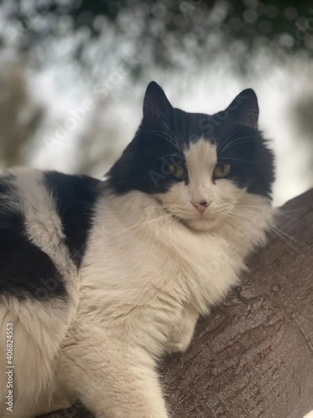 Obraz cat on a chair