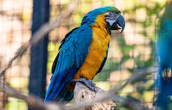 Fototapeta primer plano de un loro con pelaje amarillo y azul