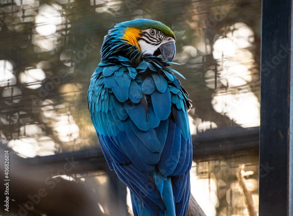Fototapeta primer plano de un loro azul