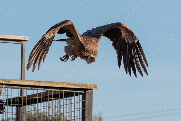 Fototapeta un gran buitre volando con su enormes alas