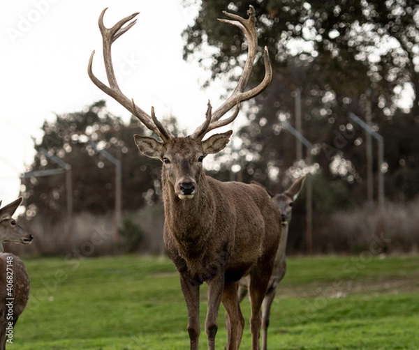 Fototapeta Un enorme ciervo con muchos cuernos
