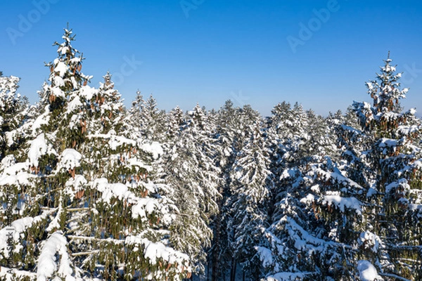 Fototapeta Winter forest on a clear, frosty day. Beautiful Christmas trees stand all in the snow against the blue sky. Aerial view, shot on a drone.