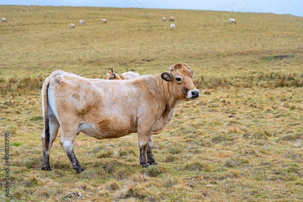 Obraz Vache Aubrac dans une prairie